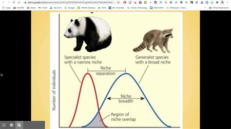 Species Roles In An Ecosystem Youtube