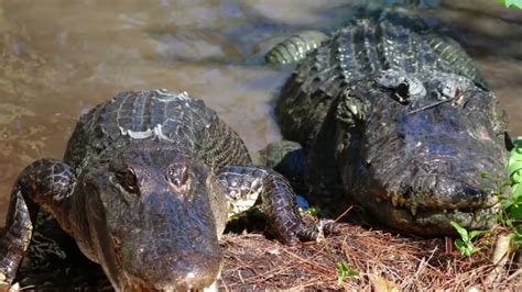 Jaws The Alligator Is Gonna Be A Daddy‼️‼️‼️ Youtube