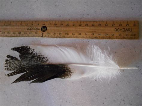 Feather Identification | BIRDS in BACKYARDS