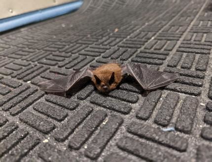 What Does a Bat Nest Look Like? Identifying Bat Habitats - Hunter Games Magazine