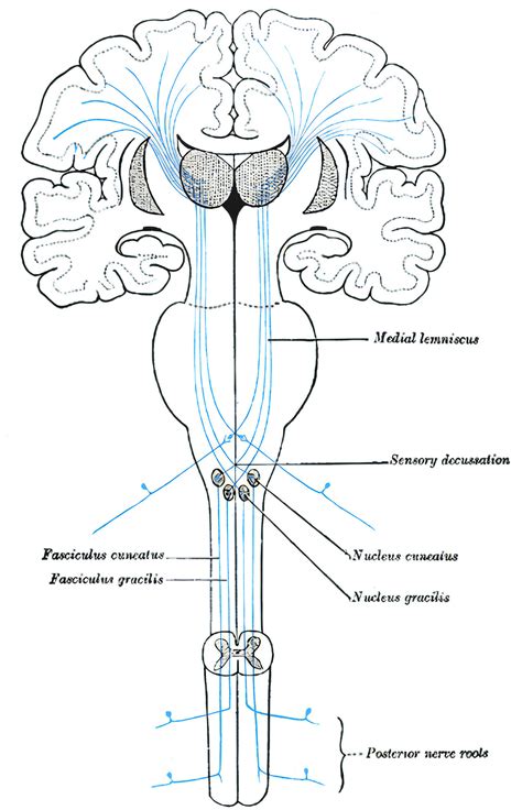 Hinterstrangbahnen Ars Neurochirurgica
