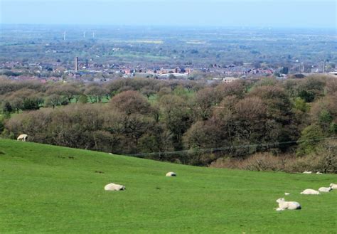 Ewes At Pasture Philandju Geograph Britain And Ireland