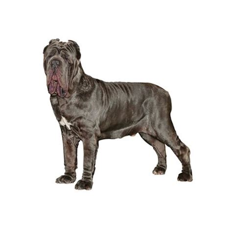 Neapolitan Mastiff Dog Breed Information Purina Us