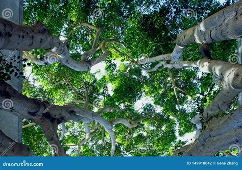 Moreton Bay Fig Tree Stock Photo Image Of Large Commonly 149918042