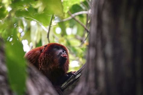 Red Howler Monkey Jardín Botánico De Cartagena Guillermo Piñeres