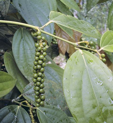 ПЕРЕЦ • Большая российская энциклопедия - электронная версия
