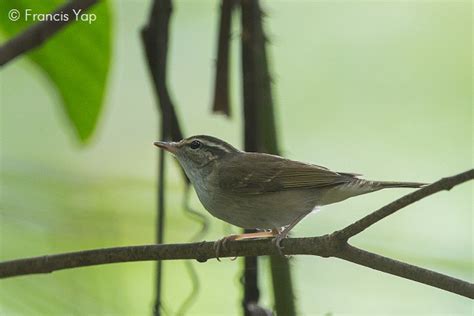 Species Details Biodiversity And Environment Database System