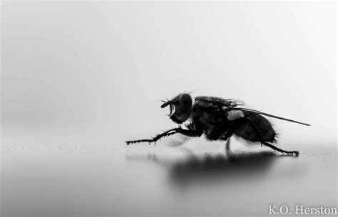 Photo of the Week: Common House Fly | Herston on Tennessee Family Law