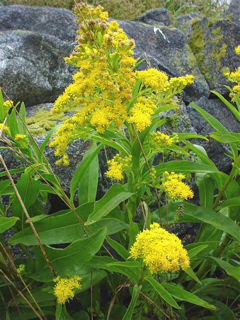 Solidago; Golden Rod; Goldenrod