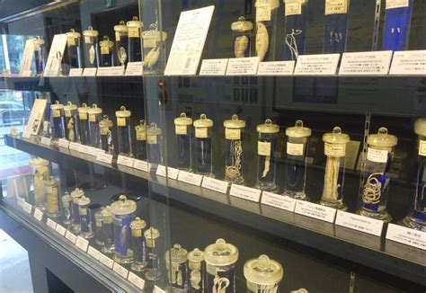 NAKED Sakura Night Garden At Shinjuku Gyoen Tickets Fee Photos