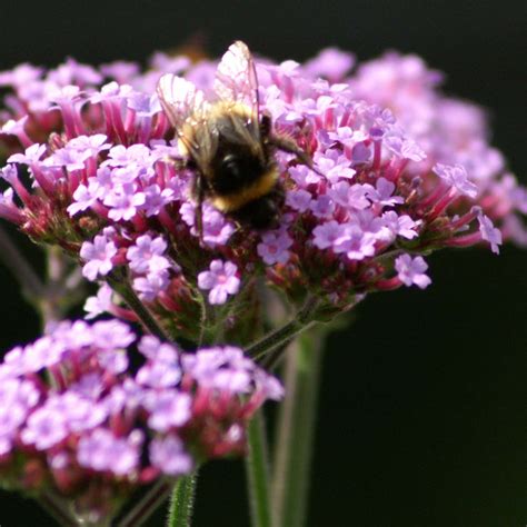 Verveine De Buenos Aires Lollipop Verbena Bonariensis Une Vari T Naine