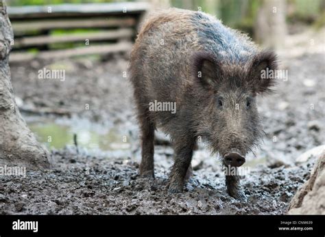 Wildschwein Lat Sus Scrofa Stehen Im Schlamm Stockfotografie Alamy