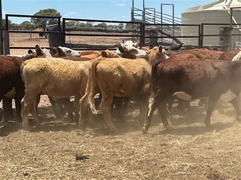 79 Hereford Charolais X Mixed Sex Weaners Grant Daniel Long