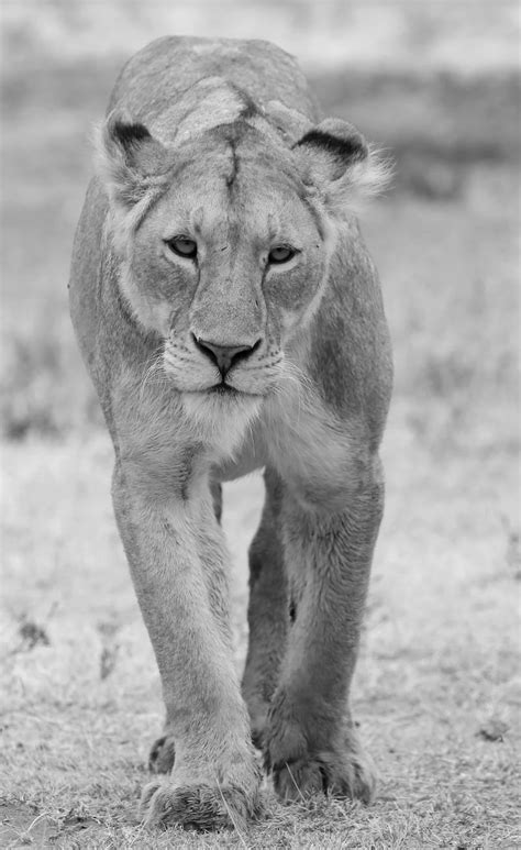 L We Ngorongoro Krater Tansania Earth S Wild Wonders