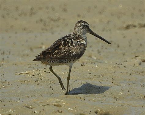 Birds of Death Valley · iNaturalist.org