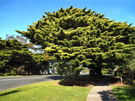 National Trust Horizontal Golden Cypress Hesperocyparis Macrocarpa