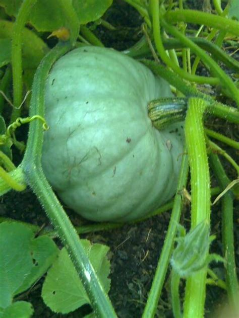 Crown Prince Squash In Camel Csas Veg Boxes