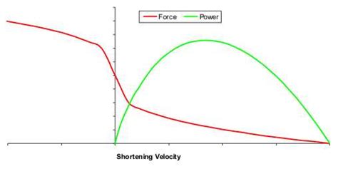 The Force Velocity Relationship In Strength Training