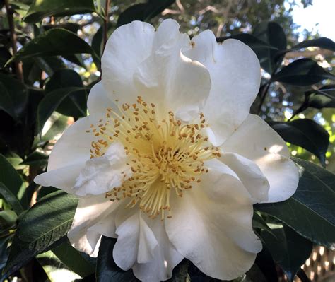 Brown Camellia Flowers & Spring Blooming Clematis - The Dirt Gardener