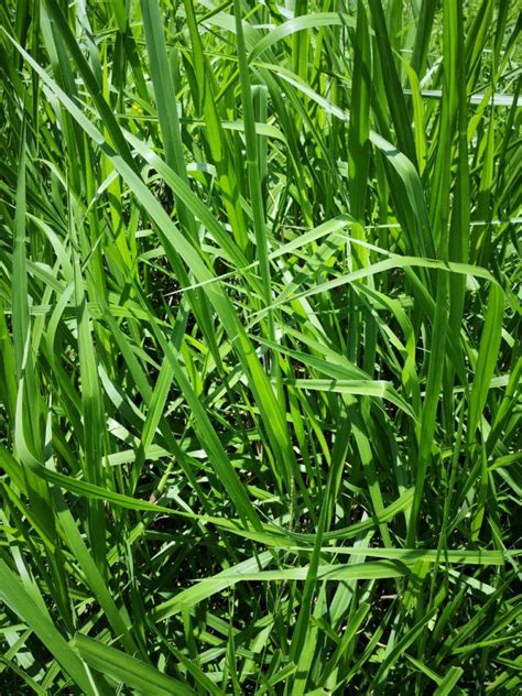 Semilla De Pasto Brizantha Piat Pasturas Tropicales Semillas De