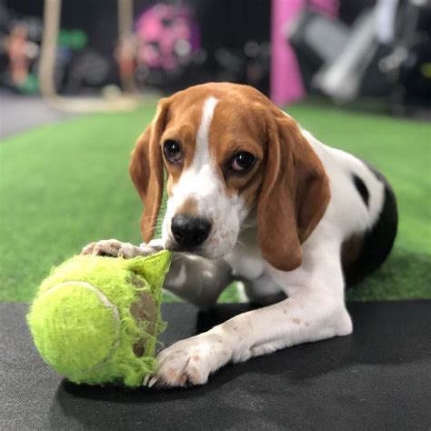 Фото бигля (156 фотографий)