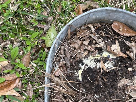 Type of Slime mold or fungus? : r/Mold