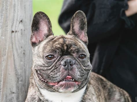 Premium Photo Closeup Of Brindle French Bulldog Dog Portrait