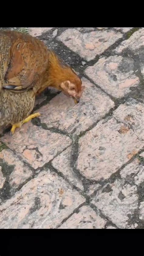 FUCK CCP on Twitter 努力不等于有效果 https t co PJKsTMCvPM Twitter