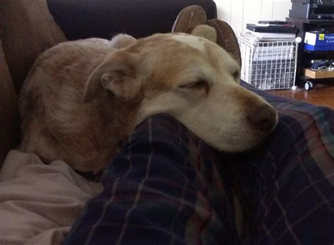 Queen Anne Animal Clinic Employee Pet Of The Month Odie