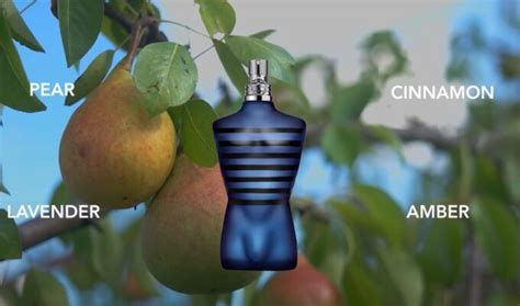 Le Male vs Ultra Male: Which One Is Better?