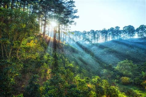 Ray De La Sol Temprano En El Bosque Dalat Del Pino Foto De Archivo