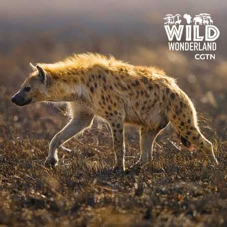 Live: Wonders of the wild – Whose bite is stronger? Crocs or hyenas? - CGTN