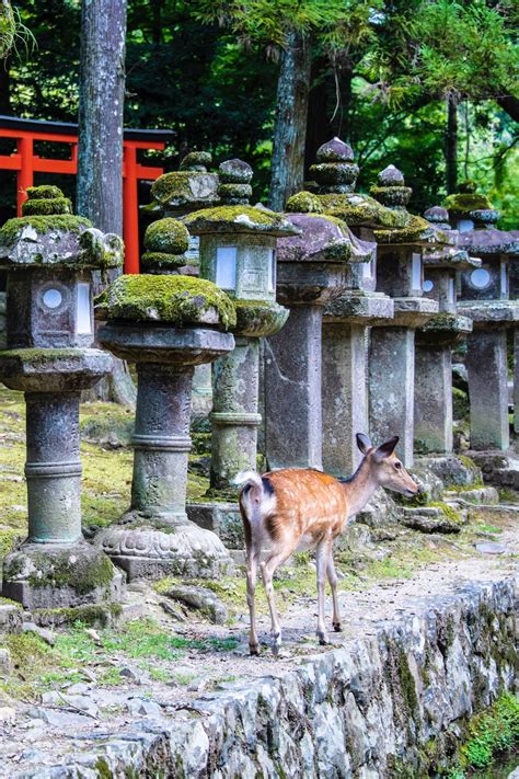 The Ultimate Nara Itinerary