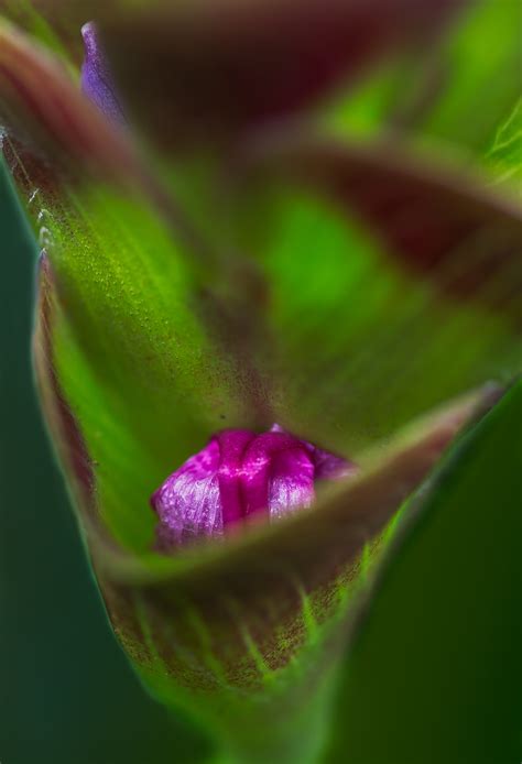CURCUMA on Behance