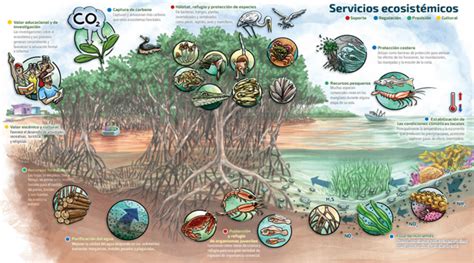 Servicios ecosistémicos de los manglares – Agua.org.mx