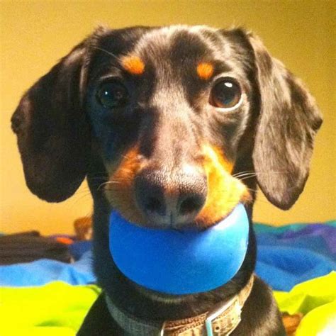 crusoe the celebrity dachshund net worth