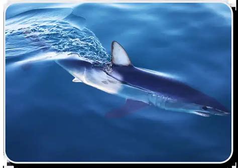 Longfin Mako Shark Facts Size Behavior Diet Pictures