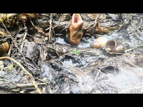 Mancing Belut Di Lobang Yang Banyak Cangkang Keongnya Mancingbelut