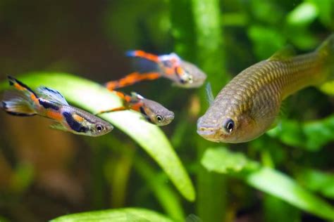 12 of the Easiest Fish to Care For (#11 is surprising)