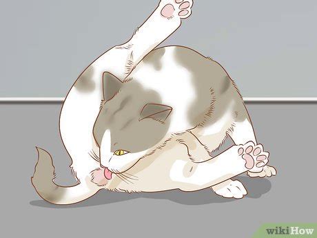 How To Diagnose And Treat Anal Gland Disease In Cats Steps