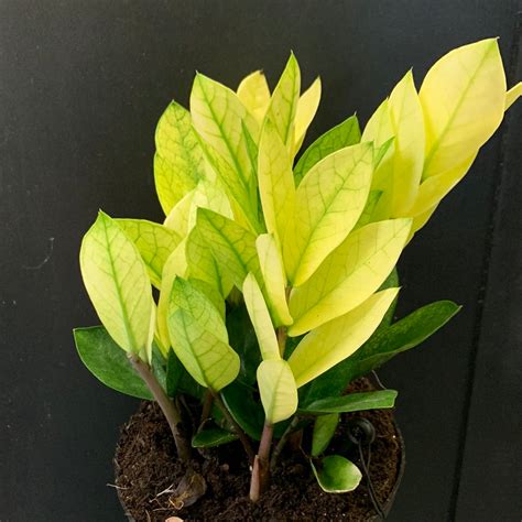 Chameleon ZZ Plant – Tails and Scales