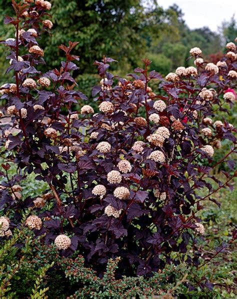 Купить Пузыреплодник калинолистный Диаболо. Physocarpus opulifolius ...