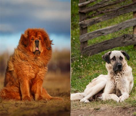 Tibetan Mastiff Vs Kangal - Patmydoggie