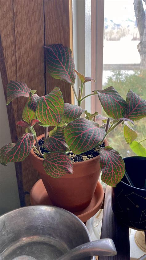 Fittonia Albivenis propagation tips? : r/houseplants