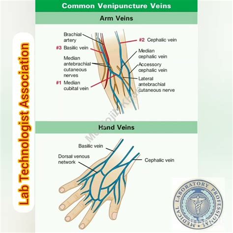 Common Venipuncture Veins Site Youtube