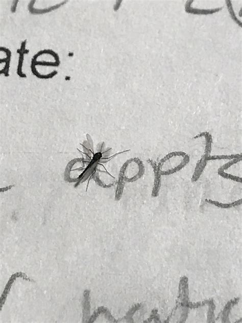 Tiny looking mosquito crawling across my notes : r/mildlyinteresting