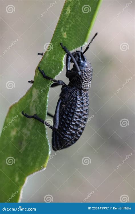 Black Weevil Beetle stock image. Image of leaf, insect - 230143937