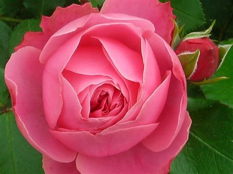 Роза Леонардо да Винчи (Leonardo da Vinci) - купить в Минске, доставка ...