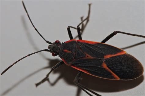 Black Beetle With Red Markings