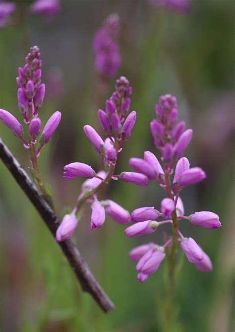 Lewton S Milkwort In March By Kate Dolamore Inaturalist